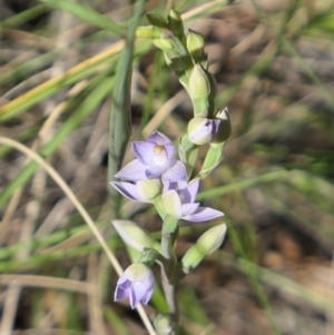 Thelymitra arenaria at Gundaroo, NSW - 28 Oct 2021