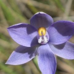 Thelymitra (Genus) (Sun Orchid) at Gundaroo, NSW - 28 Oct 2021 by MaartjeSevenster