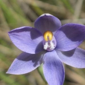 Thelymitra sp. at Gundaroo, NSW - suppressed