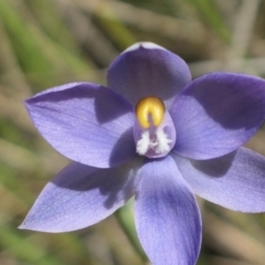 Thelymitra sp. (TBC) at Gundaroo, NSW - 28 Oct 2021 by MaartjeSevenster