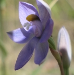 Thelymitra sp. at Gundaroo, NSW - suppressed