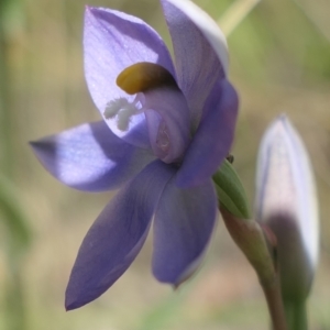 Thelymitra sp. at Gundaroo, NSW - suppressed