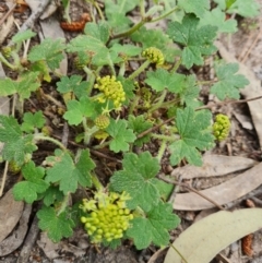 Hydrocotyle laxiflora (Stinking Pennywort) at Isaacs Ridge and Nearby - 30 Oct 2021 by Mike