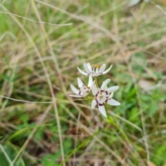 Wurmbea dioica subsp. dioica (Early Nancy) at Isaacs, ACT - 30 Oct 2021 by Mike