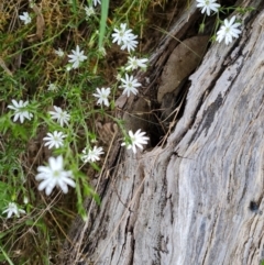 Stellaria pungens (Prickly Starwort) at Isaacs Ridge and Nearby - 30 Oct 2021 by Mike