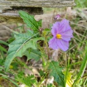 Solanum cinereum at Isaacs, ACT - 30 Oct 2021