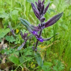 Ajuga australis (Austral Bugle) at Isaacs Ridge and Nearby - 30 Oct 2021 by Mike