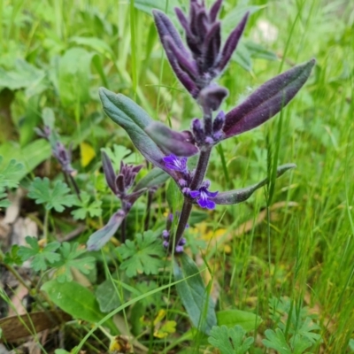 Ajuga australis (Austral Bugle) at Isaacs Ridge and Nearby - 30 Oct 2021 by Mike