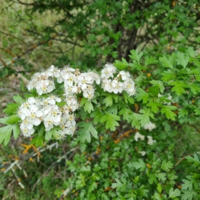 Crataegus monogyna (Hawthorn) at Isaacs Ridge - 30 Oct 2021 by Mike