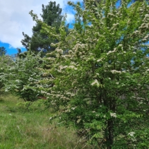 Crataegus monogyna at Isaacs, ACT - 30 Oct 2021