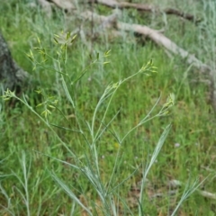 Senecio quadridentatus (Cotton Fireweed) at Isaacs Ridge and Nearby - 30 Oct 2021 by Mike