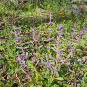 Ajuga australis at Isaacs, ACT - 30 Oct 2021