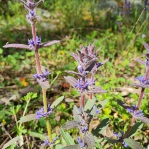 Ajuga australis at Isaacs, ACT - 30 Oct 2021