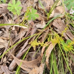 Lomandra filiformis (Wattle Mat-rush) at Isaacs Ridge and Nearby - 30 Oct 2021 by Mike