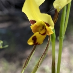 Diuris sulphurea (Tiger Orchid) at Stromlo, ACT - 29 Oct 2021 by AJB