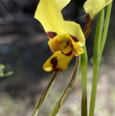 Diuris sulphurea (Tiger Orchid) at Stromlo, ACT - 29 Oct 2021 by AJB