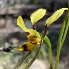 Diuris sulphurea at Stromlo, ACT - suppressed