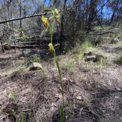 Diuris sulphurea at Stromlo, ACT - suppressed