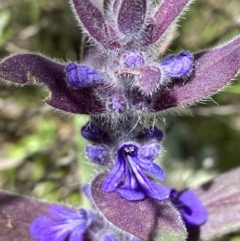 Ajuga australis (Austral Bugle) at Stromlo, ACT - 30 Oct 2021 by AJB