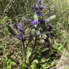 Ajuga australis at Stromlo, ACT - suppressed