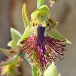 Calochilus montanus at Acton, ACT - suppressed