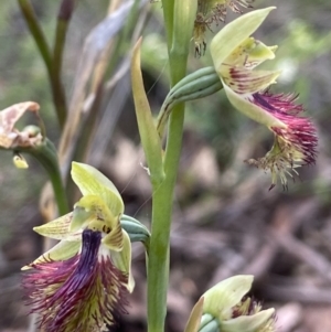 Calochilus montanus at Acton, ACT - suppressed