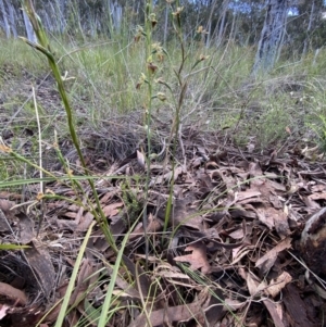 Calochilus montanus at Acton, ACT - suppressed