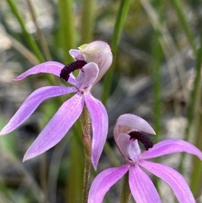 Caladenia congesta (Pink Caps) at Acton, ACT - 30 Oct 2021 by AJB