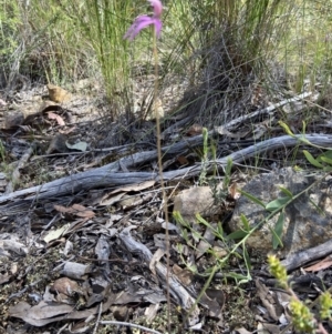 Caladenia congesta at Acton, ACT - suppressed