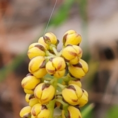 Lomandra filiformis (Wattle Mat-rush) at Isaacs Ridge - 30 Oct 2021 by Mike