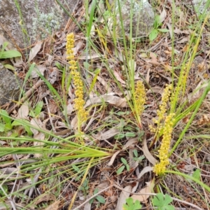 Lomandra filiformis at Isaacs, ACT - 30 Oct 2021