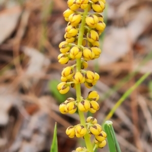 Lomandra filiformis at Isaacs, ACT - 30 Oct 2021