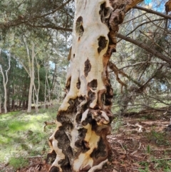 Eucalyptus mannifera subsp. mannifera (Brittle Gum) at Isaacs Ridge and Nearby - 30 Oct 2021 by Mike