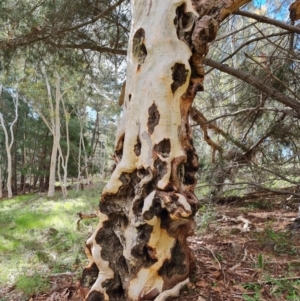 Eucalyptus mannifera subsp. mannifera at Isaacs, ACT - 30 Oct 2021