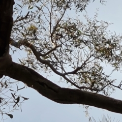 Eucalyptus mannifera subsp. mannifera at Isaacs, ACT - 30 Oct 2021