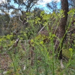 Senecio bathurstianus (Rough Fireweed) at Isaacs Ridge and Nearby - 30 Oct 2021 by Mike