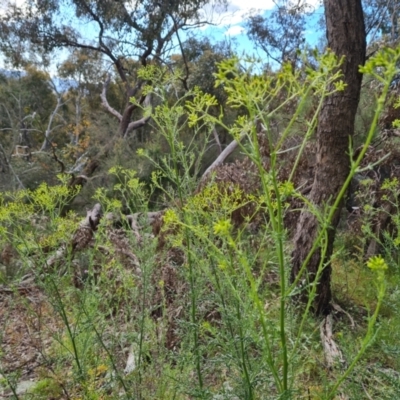 Senecio bathurstianus (Rough Fireweed) at Isaacs Ridge and Nearby - 30 Oct 2021 by Mike