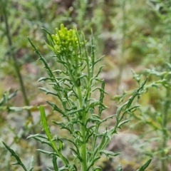 Senecio bathurstianus at Isaacs, ACT - 30 Oct 2021