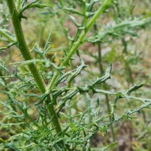 Senecio bathurstianus at Isaacs, ACT - 30 Oct 2021