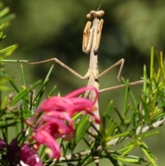 Mantidae (family) adult or nymph at Braemar, NSW - 24 Oct 2021 by Curiosity