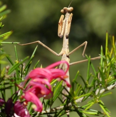 Unidentified Praying mantis (Mantodea) at Braemar, NSW - 24 Oct 2021 by Curiosity