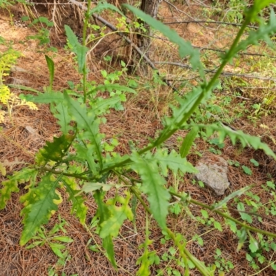 Senecio hispidulus (Hill Fireweed) at Isaacs, ACT - 30 Oct 2021 by Mike