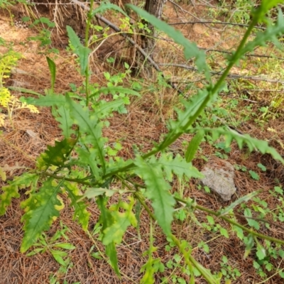 Senecio hispidulus (Hill Fireweed) at Isaacs Ridge and Nearby - 30 Oct 2021 by Mike