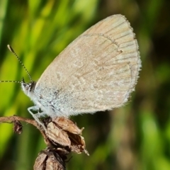 Zizina otis (Common Grass-Blue) at Isaacs Ridge and Nearby - 30 Oct 2021 by Mike