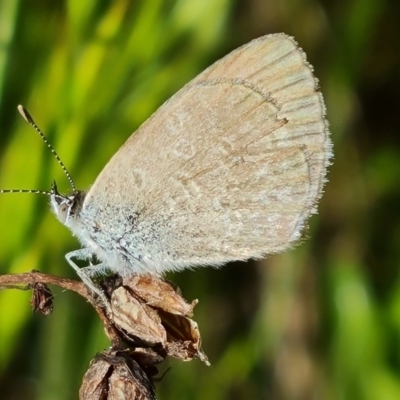 Zizina otis (Common Grass-Blue) at Isaacs Ridge and Nearby - 30 Oct 2021 by Mike