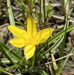 Hypoxis hygrometrica (Golden Weather-grass) at Stromlo, ACT - 30 Oct 2021 by AJB