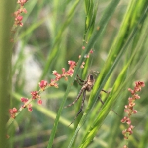 Araneinae (subfamily) at Jerrabomberra, ACT - 30 Oct 2021 06:00 PM