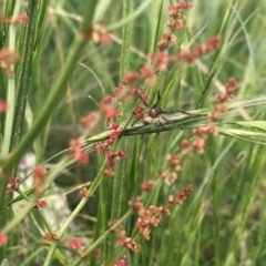 Araneinae (subfamily) at Jerrabomberra, ACT - 30 Oct 2021 06:00 PM