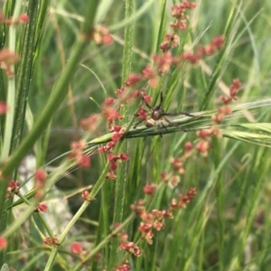 Araneinae (subfamily) at Jerrabomberra, ACT - 30 Oct 2021