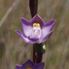 Thelymitra peniculata (Blue Star Sun-orchid) at Goorooyarroo NR (ACT) - 24 Oct 2021 by DPRees125